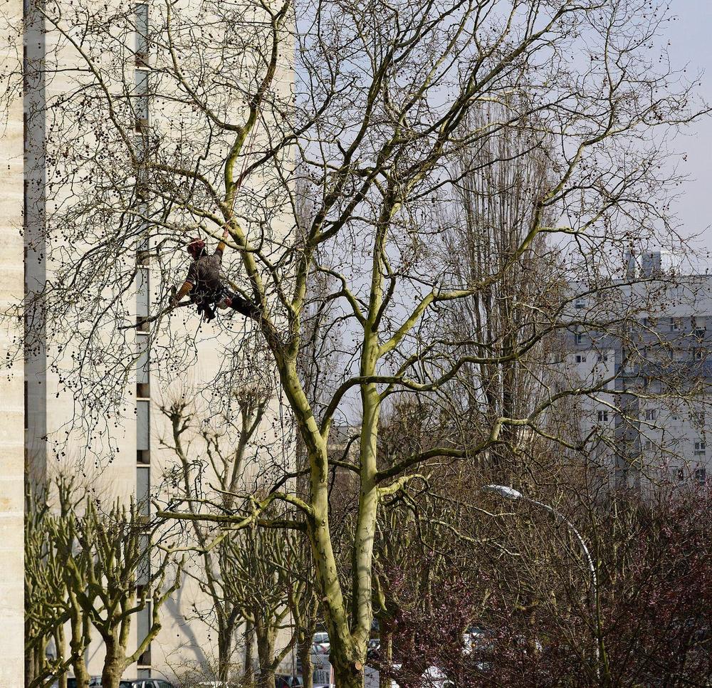 Élagueur grimpeur encordé dans un grand arbre